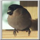 Pyrrhula pyrrhula - Gimpel w03.jpg